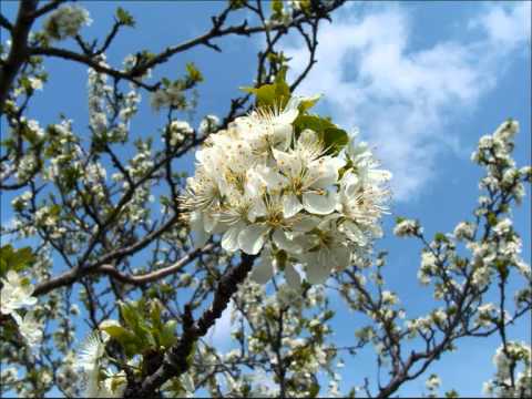  Motrat Bujari - Pse Me Vjen E Rand Pranvera