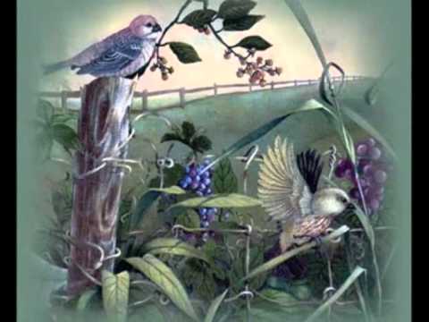 Eli Fara - Zog beqare moj