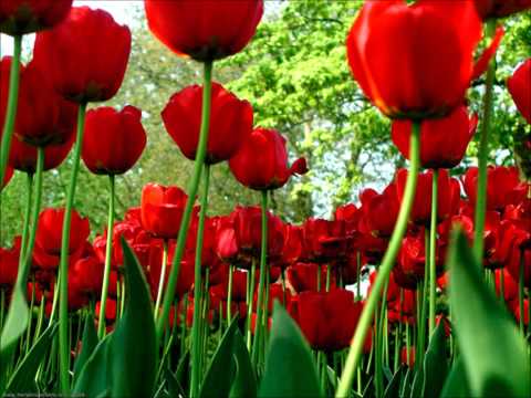 Viki - Ty te kam shpirt 