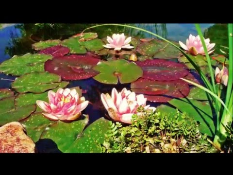 Shyhrete Behluli - Na bashkone nje Shqiperi