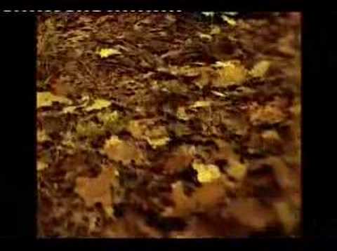 Flamur Terziu - Qaj Moj Zemer