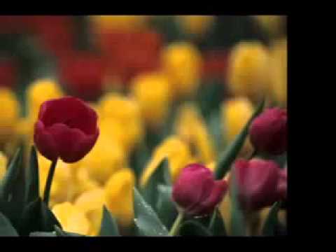 Hasan Dursun - Kurban Olam Ya Muhammed  Ilahi 