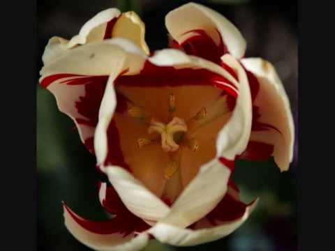 Murat Gjuniku - Leri ,leri fjalet leri