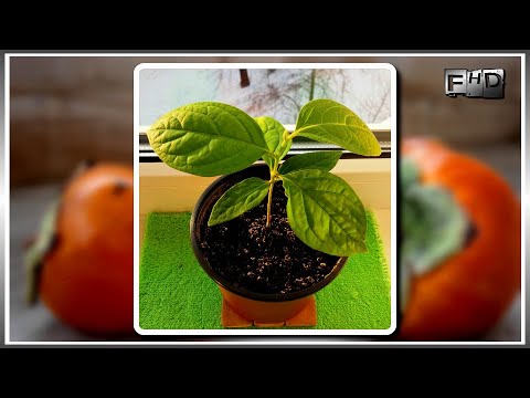 Labi -Ne mes te pranveres